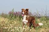 BORDER COLLIE 407